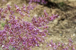 Limonium Prints: Pink immortelle (Limonium insigne) in flower