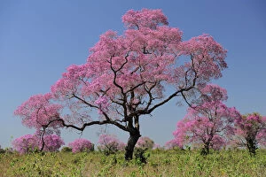 Pink Gallery: Pink Ipe trees (Tabebuia ipe / Handroanthus impetiginosus) in flower, Pantanal, Mato Grosso State