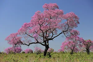 Pink Ipe trees (Tabebuia ipe / Handroanthus impetiginosus) in flower, Pantanal, Mato Grosso State