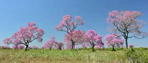Panorama Prints: Pink Ipe trees (Tabebuia ipe / Handroanthus impetiginosus) in flower