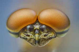 Pink lady mayfly (Epeorus albertae) close up of eyes of male, Madison River, Montana