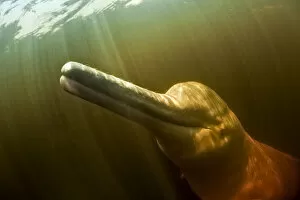 Dolphins Collection: Pink River dolphin / Boto (Inia geoffrensis) Acajatuba Lake, Negro River, Amazonas