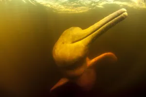 Amazon River Dolphin Gallery: Pink River dolphin / Boto (Inia geoffrensis) Acajatuba Lake, Negro River, Amazonas