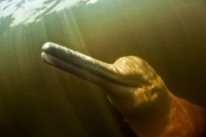 Iniidae Prints: Pink River dolphin / Boto (Inia geoffrensis) Acajatuba Lake, Negro River, Amazonas