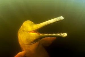 Iniidae Prints: Pink River dolphin / Boto (Inia geoffrensis) Acajatuba Lake, Negro River, Amazonas
