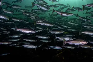 Journey Prints: Pink salmon (Oncorhynchus gorbuscha) huge shoal migrating up the Campbell River