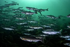 Journey Prints: Pink salmon (Oncorhynchus gorbuscha) huge shoal migrating up the Campbell River