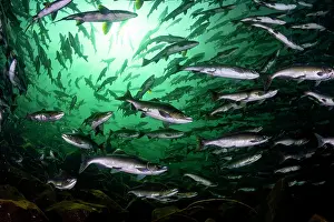 School Prints: Pink salmon (Oncorhynchus gorbuscha) huge shoal migrating up the Campbell River