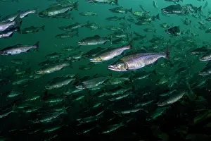School Prints: Pink salmon (Oncorhynchus gorbuscha) huge shoal migrating up the Campbell River