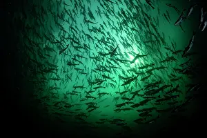 School Prints: Pink salmon (Oncorhynchus gorbuscha) huge shoal migrating up the Campbell River silhouetted in sunlight