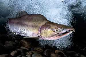 Japan Prints: Pink salmon (Oncorhynchus gorbuscha) male