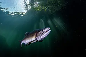 Journey Prints: Pink salmon (Oncorhynchus gorbuscha) migrating up the Campbell River