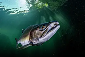 Journey Prints: Pink salmon (Oncorhynchus gorbuscha) migrating up the Campbell River