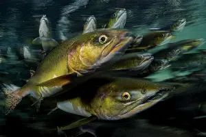 School Prints: Pink salmon (Oncorhynchus gorbuscha) school migrating up river, Vancouver Island, Canada