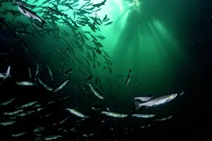 School Prints: Pink salmon (Oncorhynchus gorbuscha) shoal migrating up the Campbell River