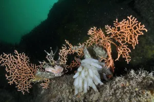 Pink sea fan / Warty coral (Eunicella verrucosa) with attached eggs of a Common squid
