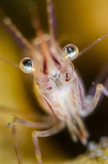 Pink shrimp (Pandalus montagui), Loch Carron, Ross and Cromarty, Scotland, UK, April
