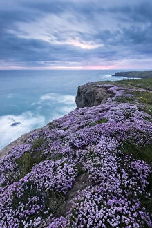 Armeria Collection: Pink thrift (Armeria maritima) flowering on cliff top, Bedruthan Steps, near Newquay