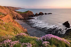 Armeria Collection: Pink thrift (Armeria maritima) growing along the coastal cliff tops, Hartland Quay, North Devon