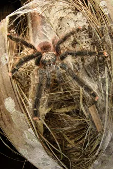 Animal Feet Gallery: Pink-toed tarantula (Avicularia avicularia), female waiting in ambush outside daytime