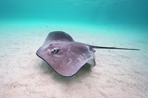 Rays Prints: Pink whipray (Pateobatis fai) swimming over sandy seabed in shallow water