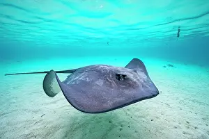 Rays Prints: Pink whipray (Pateobatis fai) swimming over sandy seabed in shallow water