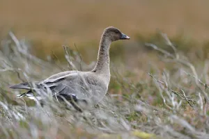 Scottish Borders Prints: Pinkfooted goose (Anser brachyrhynchus) on burnt heather moorland