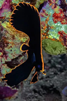 Batfishes Prints: Pinnate batfish (Platax pinnatus) juvenile