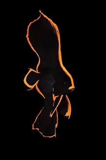 Lembeh Strait Prints: Pinnate batfish (Platax pinnatus) juvenile