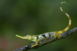 Montane Forest Collection: Pinocchio lizard (Anolis proboscis) male on twig, Mindo, Pichincha, Ecuador, January 2013