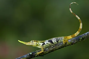 Andes Gallery: Pinocchio lizard (Anolis proboscis) male on twig, Mindo, Pichincha, Ecuador, January 2013