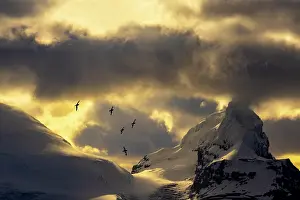 Golden Prints: Pintado petrels (Daption capense) flock in flight at dusk over mountains, Antarctica