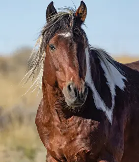 Feral Mammal Prints: Pinto stallion, portrait, McCullough Peaks, Wyoming, USA. October