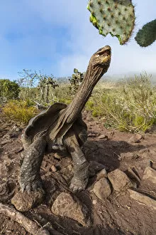 Pinzon giant tortoise (Chelonoidis duncanensis), saddleback type typical of arid island