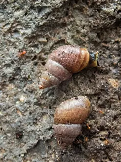 Eupulmonata Prints: Two Pinzon land snails (Naesiotus pinzonensis) portrait, Pinzon Island, Galapagos Islands