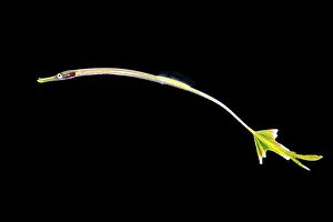 Luzon Prints: Pipefish (possibly Doryrhamphus sp)