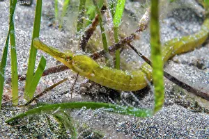 Alismatales Prints: Pipefish (Syngnathus acus) camouflaged in a Seagrass (Cymodocea nodosa) meadow