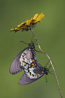Images Dated 19th June 2007: Pipevine Swallowtail Butterfly (Battus philenor) pair mating. Sinton, Corpus Christi