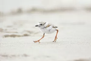 What's New: Piping Plover (Charadrius melodus), chick running along a beach, Massachusetts coast, USA. June