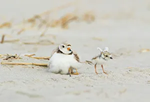 Piping Plover (Charadrius melodus) adult brooding chicks, one chick stretching its