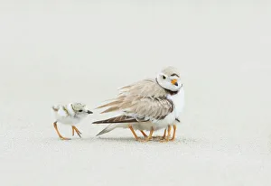 True Plover Prints: Piping Plover (Charadrius melodus) brooding three chicks with a fourth approaching