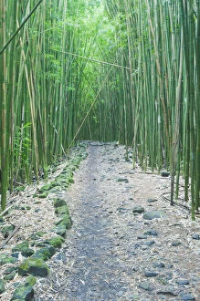 Images Dated 20th February 2011: Pipiwai Trail through Bamboo (Poaceae) forest. Maui, Hawaii, February