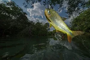 Piraputanga (Brycon hilarii) fish jumping out of water to catch fruit on overhanging branches , Brazil