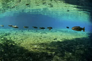 Habitat Gallery: Piraputanga (Brycon hilarii) shoal, Rio Olhio d agua, tributary of Rio da Prata