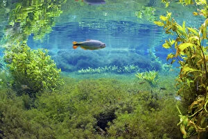 Osteichthyes Collection: Piraputanga fish (Brycon hilarii) in underwater landscape, Aquario Natural, Rio Baia Bonito