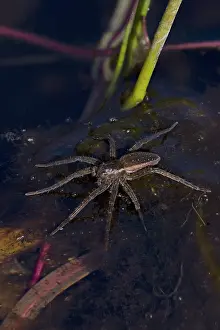 Araneae Prints: Pirate wolf spider (Pirata piraticus) resting on water surface