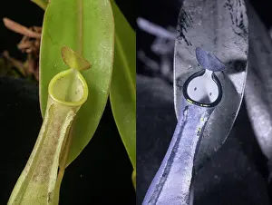 Foliage Prints: Pitcher plant (Nepenthes reinwardtiana) viewed under visible light and reflected ultraviolet