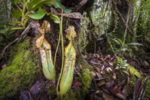 Rainforest Gallery: Pitcher plant (Nepenthes veitchii x stenophylla), a natural hybrid. Maliau Basin, Borneo