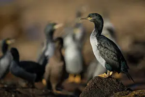 Cormorant Prints: Pitt shags (Phalacrocorax featherstoni) roosting on rocky ledge