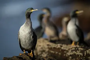 Cormorant Prints: Pitt shags (Phalacrocorax featherstoni) roosting on rocky ledge